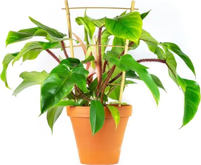 Obrázek produktu pro Gardners Philodendron squamiferum, průměr 17 cm