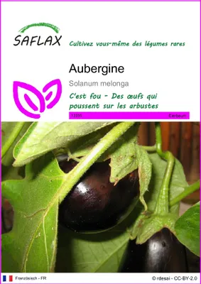 Image de SAFLAX - Aubergine - 20 graines - Solanum