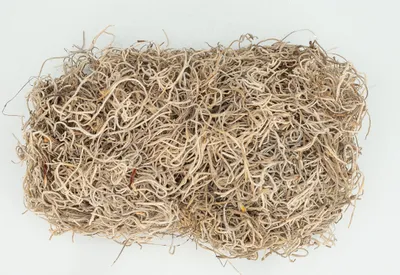 Produktbild von Tillandsia Moos natur 250g | Dschungelmoos