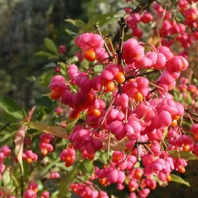 Obrázok produktu pre 2 x páv - Euonymus europaeus | 60-80 cm v nádobe