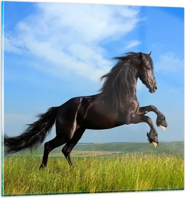 Produktbild von Bilder auf glas - Schwarzes Pferd Pferd Galopp - 70x70cm - Glasbilder - Wandbilder - Kunstdruck - zum Aufhängen bereit - Wanddekoration aus Glas - Glas Bilder - Wandbild auf Glas - GAC70x70-0495