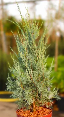 Image de Genévrier fusiforme Juniperus scorpulorum Genévrier bleu Wichita 50 - 60 cm
