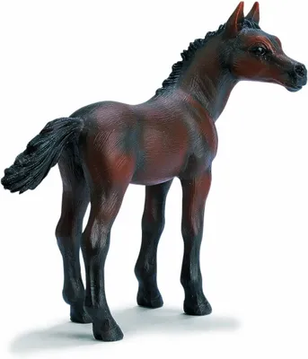 Produktbild von Schleich Arabian Foal 4.10x8.10x8.10 cm 3+ Yearbeschädigt