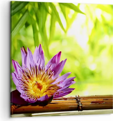 Produktbild von Bild auf Leinwand - Leinwandbild - Asien spa bambus blume - 50x50cm - Wand Bild - Wanddeko - Leinwanddruck - Bilder - Kunstdruck - Wanddekoration - Leinwand bilder - Wandkunst - AC50x50-2476