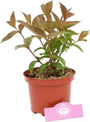 Obrázek produktu pro Weigela 'Wings of Fire'® červené listy, 2litrový květináč