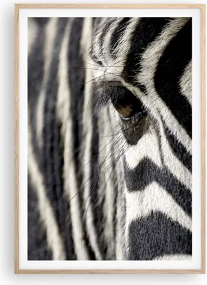 Produktbild von Gerahmtes Poster - Rahmen in heller Eiche - Zebra Streifen Tierwelt Safari - 70x100 cm - Wand Bild - Wanddeko - Wandbilder - Wandposter - Bilderrahmen - Bilder - Kunstdruck - P2NPA70x100-2195