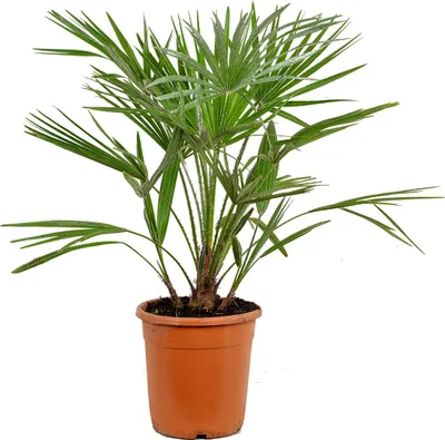 Produktbild von Bloomique - Chamaerops Humilis - Europäische Zwergpalme - Palmen Winterhart Draußen - Höhe 60-70 cm - Topf 21 cm