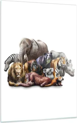 Produktbild von Bilder auf glas - Einteilig - Tiere Koala Löwe Affe - 50x70cm - Glasbilder - Wandbilder - Bilder - zum Aufhängen bereit - Wanddekoration aus Glas - Glas Bilder - Wandbild auf Glas - GPA50x70-3166