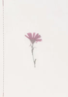 Produktbild von Räder Genähnte Tranparentpapierkarte Blume
