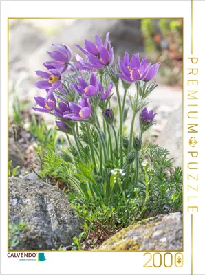 Produktbild von CALVENDO Puzzle Küchenschelle 2000 Teile Puzzle hoch | 2000 Teile Lege-Größe 90x67cm Foto-Puzzle für glückliche Stunden