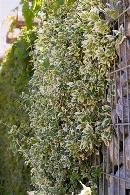 Produktbild von Euonymus fortunei 'Emerald Gaiety', Kriechspindel, grün-weiß, 15–20 cm