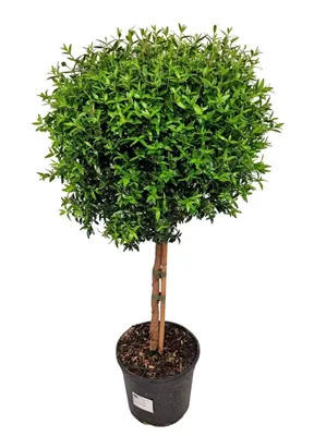 Produktbild von Echte Myrte Myrtus Pflanze 45cm