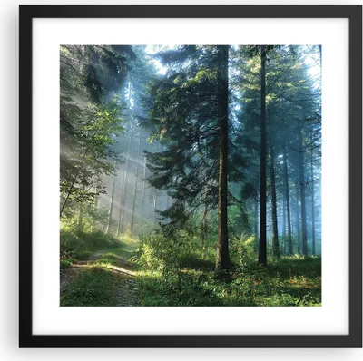 Produktbild von Gerahmtes Poster - Schwarzer Rahmen - Wald Dämmerung die Sonne - 40x40 cm - Wand Bild - Wanddeko - Wandbilder - Kunstposter - Wandposter - Bilderrahmen - Bilder - Kunstdruck - P2BAC40x40-4398