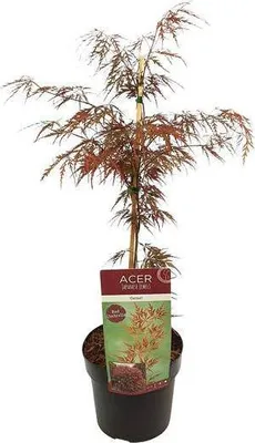 Produktbild von Fächerahorn Acer Palmatum Granat Ø19cm ↕40cm Roter Japanischer Ahorn Winterhart