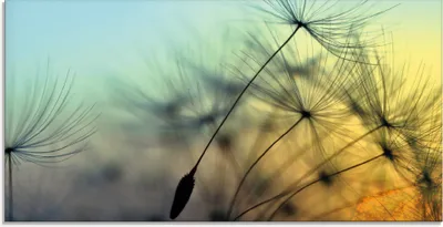 Produktbild von ARTland Glasbild Goldener Sonnenuntergang und Pusteblumen Größe: 60x30 cm