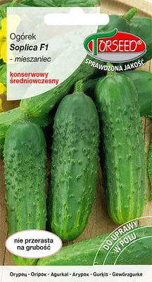 Produktbild von Samen der Gurke Soplica F1 in Dosen - Torseed