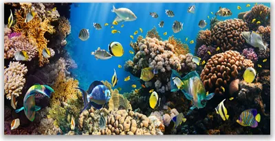 Produktbild von Glasbilder 140x70 Wandbild Druck auf Glas Korallenriff Natur