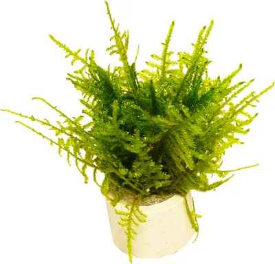 Produktbild von 1 Bund Christmasmoos (Vesicularia montagnei)
