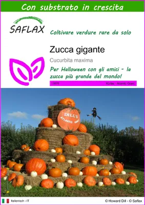 Immagine prodotto di SAFLAX  - Zucca gigante  - 7 semi - Con substrato - Cucurbita