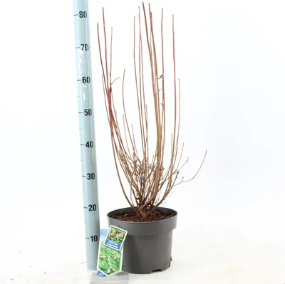 Produktbild von Enkianthus campanulatus - Prachtglocke | 40-50 cm im Topf
