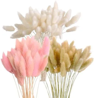 Productafbeelding van Pampasgras, 43 cm - 180 stuks natuurlijke gedroogde bloemen - Konijnenstaartgras - Decoratie voor bloemen