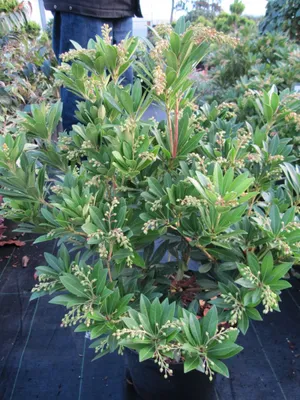 Produktbild von Pieris japonica Rotkäppchen Ⓢ - Lavendelheide-Schattenglöckchen - 40-60