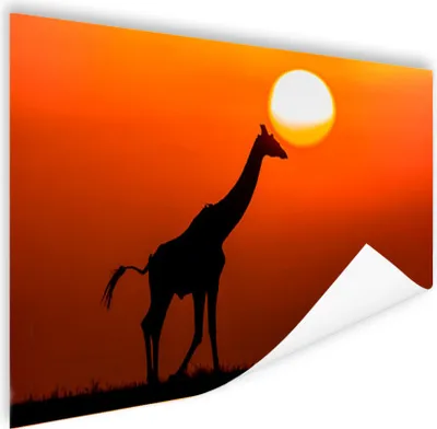 Produktbild von MuchoWow® Poster Giraffe - Himmel - Sonne - Scherenschnitt 60x40 cm - Schlafzimmerdekoration