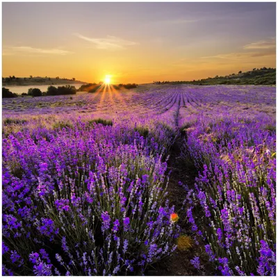 Produktbild von Wallario Premium Glasbild, freischwebende Optik, kräftige Farben, Größe 30 x 30 cm Motiv Sonnenuntergang über dem Lavendel