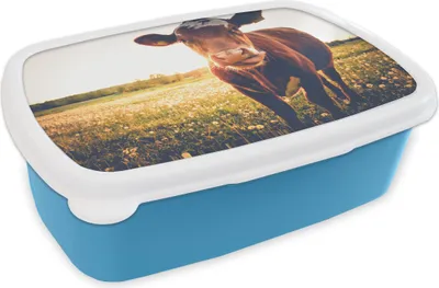 Produktbild von KitchenYeah® Lunchbox Brotzeit Brotdose 17x11 cm Kuh - Tier - Sonne - Braun Kinder Brotzeitdose - Lunch - Kunststoff  - Brotbüchse - Sandwichbox - Lunchbox für Kinder