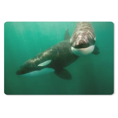 Produktbild von MuchoWow® Mauspad Mousepad Zwei Orcas im Wasser 27x18 cm - Mousepads - Maus Mat - Pad - Mausunterlage - Büroartikel - Desk Matten