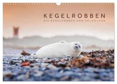Produktbild von Kegelrobben - Die Kegelrobben von Helgoland (Wandkalender 2027 DIN A3 quer), CALVENDO Monatskalender