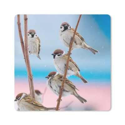 Produktbild von MuchoWow® Mauspad Mousepad Vögel - Spatz - Tiere - Äste 20x20 cm - Mousepads - Maus Mat - Pad - Mausunterlage - Desk Mat - Bureauartikeln