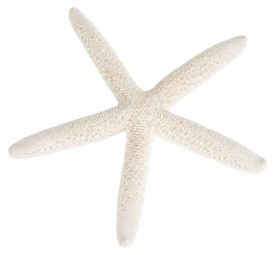 Produktbild von Linckia laevigata gebleicht 10-15 cm Schlangenseestern weiß Deko Hochzeit Schale