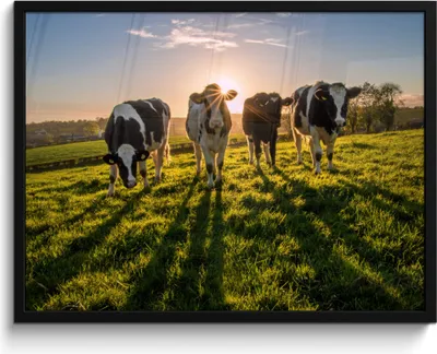 Produktbild von MuchoWow® MuchoWow® Gerahmtes Poster Kühe - Sonne - Gras - Tiere - Bauernhof 80x60 cm - Poster mit zchwarzem Bilderrahmen - Schwarzem - Mit Gestell