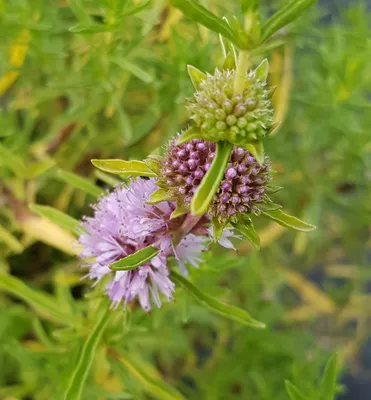 Image de Mentha cervina / Menthe des Cerfs