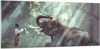 Produktbild von Bilder auf glas - Elefant Dschungel Stoßzahn - 120x50cm - Glasbilder - Wandbilder - Kunstdruck - zum Aufhängen bereit - Wanddekoration aus Glas - Glas Bilder - Wandbild auf Glas - GAB120x50-3486
