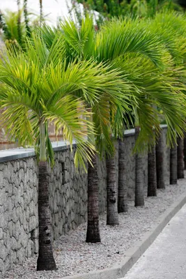 Produktbild von 15 Samen Kubanische Königspalme (Roystonea regia) – Für majestätische Palmen im eigenen Garten!