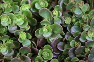 Produktbild von 6 x  Sedum 'Makinoi' - Fettblatt - Topf 9 x 9 cm