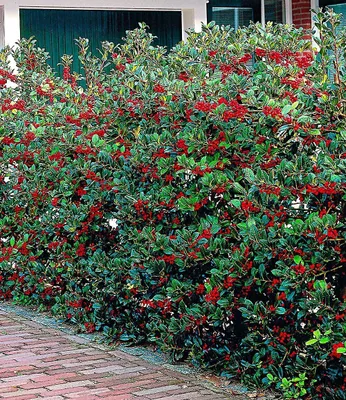 Produktbild von BALDUR Garten 5er Ilex-Hecke 'Heckenfee®', Pflanzen im 9x9 cm-Topf, Ilex meserveae, winterhart, Wasserbedarf gering, Sichtschutz, für Standort im Schatten geeignet, blühend