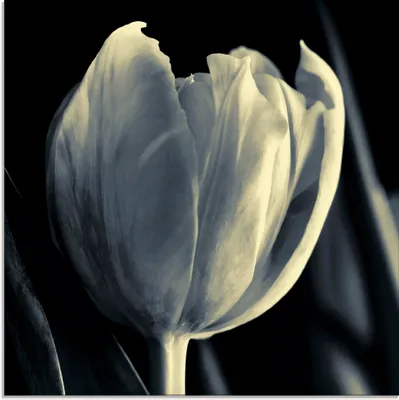 Produktbild von ARTland Glasbild Tulpe Größe: 30x30 cm