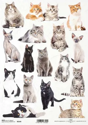 Produktbild von ITD Reispapier Decoupage Bastelpapier Softpapier Serviettentechnik, Katzen R2146