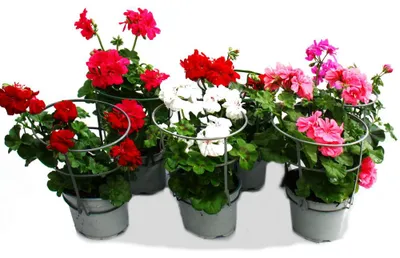Produktbild von Geranien hängend - Pelargonium peltatum - 12cm Topf - Set mit 6 Pflanzen - Farb-Mix