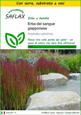 Immagine prodotto di SAFLAX Insieme di coltivazione - Erba del sangue giapponese - 50 semi - Imperata