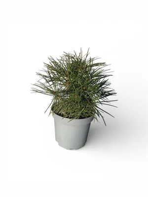 Immagine prodotto di Sciadopitys verticillata - Abete giapponese | 25-30 cm in vaso