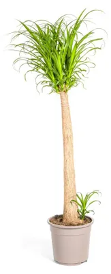 Zdjęcie produktu dla Łodyga Beaucarnea Recurvata - 110-130cm - Ø27cm - Roślina doniczkowa - Zimozielony