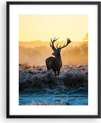 Produktbild von Gerahmtes Poster - Schwarzer Rahmen - Feld Nebel Natur Baum - 40x50 cm - Wand Bild - Wanddeko - Wandbilder - Kunstposter - Wandposter - Bilderrahmen - Bilder - Kunstdruck - Wandbild - P2BPA40x50-2428