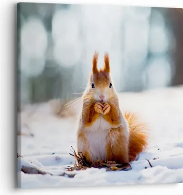 Produktbild von Bild auf Leinwand - Leinwandbild - Eichhörnchen Winter Schnee Essen - 30x30cm - Wand Bild - Wanddeko - Leinwanddruck - Bilder - Kunstdruck - Wanddekoration - Leinwand bilder - Wandkunst - AC30x30-2798