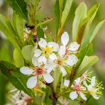 Produktbild von Set mit 2 Sandkirschen (Prunus pumila depressa) – 2-Liter-Topf
