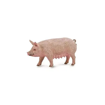 Obrázek produktu pro COLLECTA Prasnice