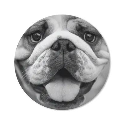 Produktbild von MuchoWow® Mauspad Mousepad Tierprofil Bulldogge in schwarz und weiß 20x20 cm - Mousepads - Maus Mat - Pad - Mausunterlage - Schreibtischmatte